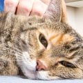 The Healing Powers of Cat's Claw: An Expert's Perspective