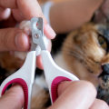 The Healing Power of Cat's Claw: Boosting Immunity and Relieving Pain