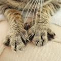 The Healing Power of Cat's Claw: Uncovering its Benefits for the Body