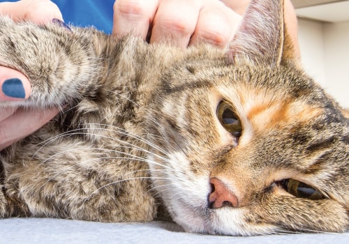 The Healing Powers of Cat's Claw: An Expert's Perspective