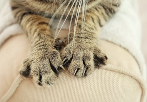 The Healing Power of Cat's Claw: Uncovering its Benefits for the Body